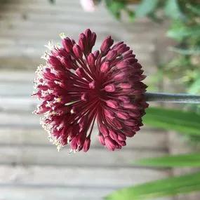 Red Mohican Allium (Allium amethystinum Red Mohican) Img 2
